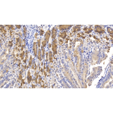 Mucin 5 Subtype AC (MUC5AC) Mouse Polyclonal Antibody