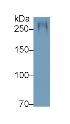 Mucin 5 Subtype AC (MUC5AC) Rat Polyclonal Antibody