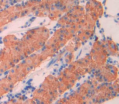 Mucin 5 Subtype AC (MUC5AC) Rat Polyclonal Antibody