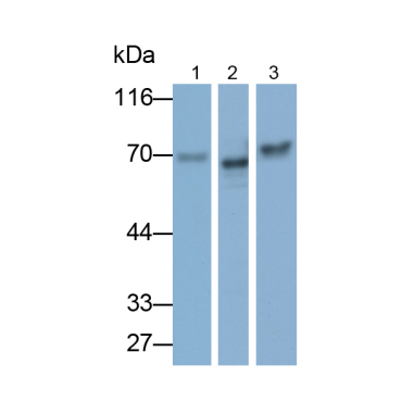 Forkhead Box Protein C1 (FOXC1) Mouse Polyclonal Antibody
