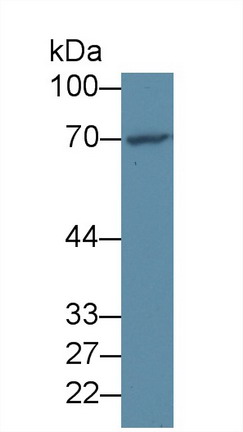 Forkhead Box Protein O1 (FOXO1) Human Polyclonal Antibody