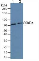 Forkhead Box Protein O1 (FOXO1) Rat Polyclonal Antibody