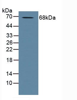 A Disintegrin And Metalloprotease 10 (ADAM10) Human Polyclonal Antibody