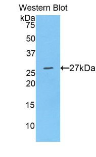 A Disintegrin And Metalloprotease 10 (ADAM10) Rat Polyclonal Antibody
