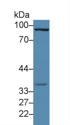 Forkhead Box Protein M1 (FOXM1) Rat Polyclonal Antibody