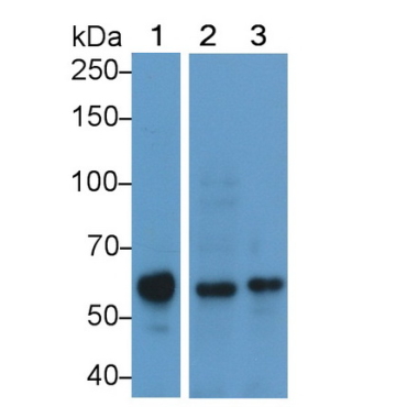 Podocalyxin (PODXL) Human Polyclonal Antibody