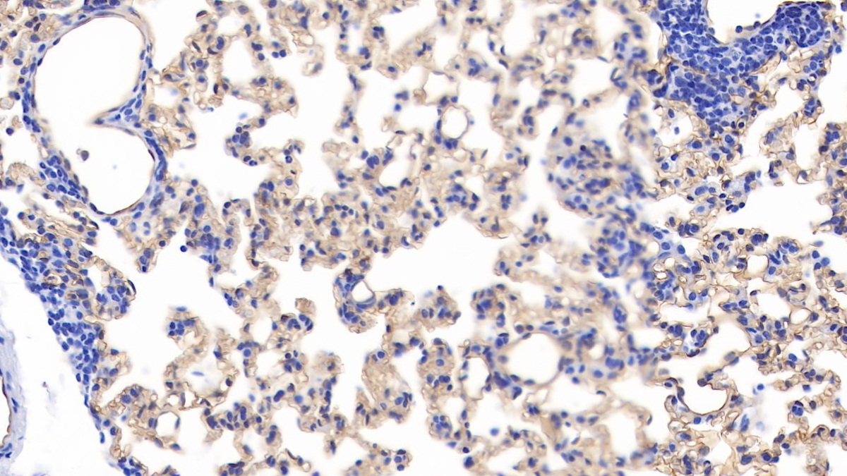 Podocalyxin (PODXL) Rat Polyclonal Antibody