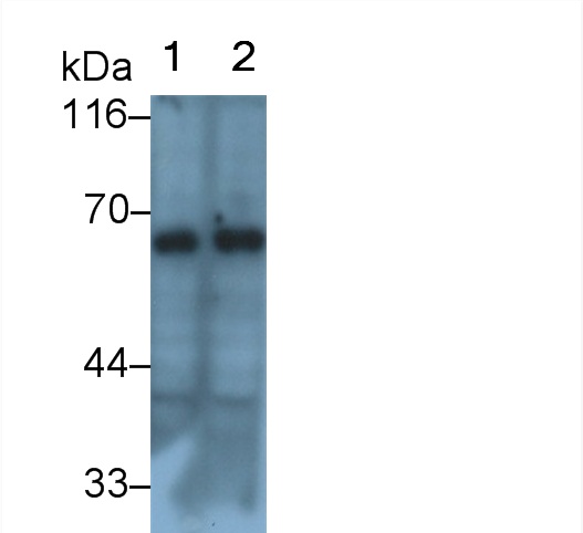 Lipase, Hepatic (LIPC) Pig Polyclonal Antibody