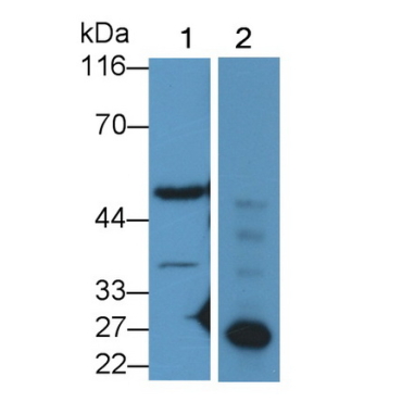 Caspase 5 (CASP5) Human Polyclonal Antibody