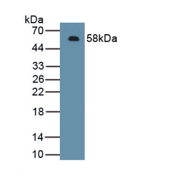 Chemokine C-X-C-Motif Ligand 16 (CXCL16) Mouse Polyclonal Antibody