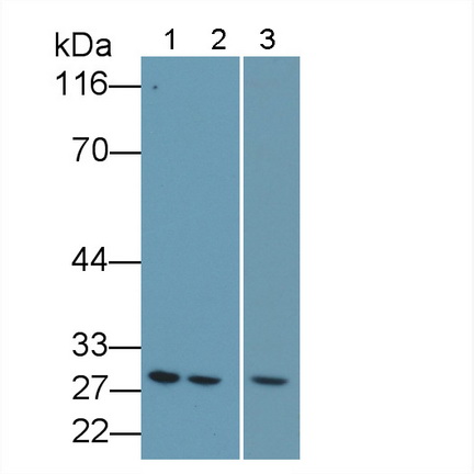 B-Cell Leukemia/Lymphoma 2 (Bcl2) Mouse Polyclonal Antibody