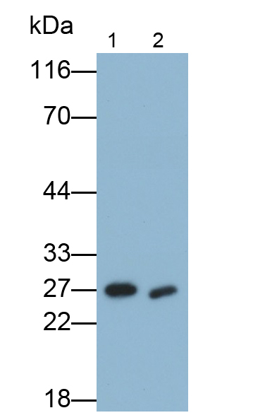 B-Cell Leukemia/Lymphoma 2 (Bcl2) Rat Polyclonal Antibody