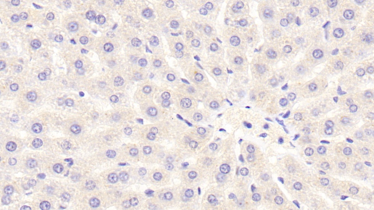Nicotinamide Adenine Dinucleotide Phosphate Oxidase 3 (NOX3) Rat Polyclonal Antibody