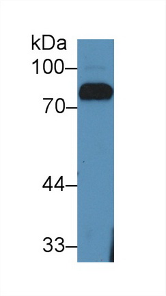 Lactoferrin (LTF) Bovine (Cattle) Polyclonal Antibody