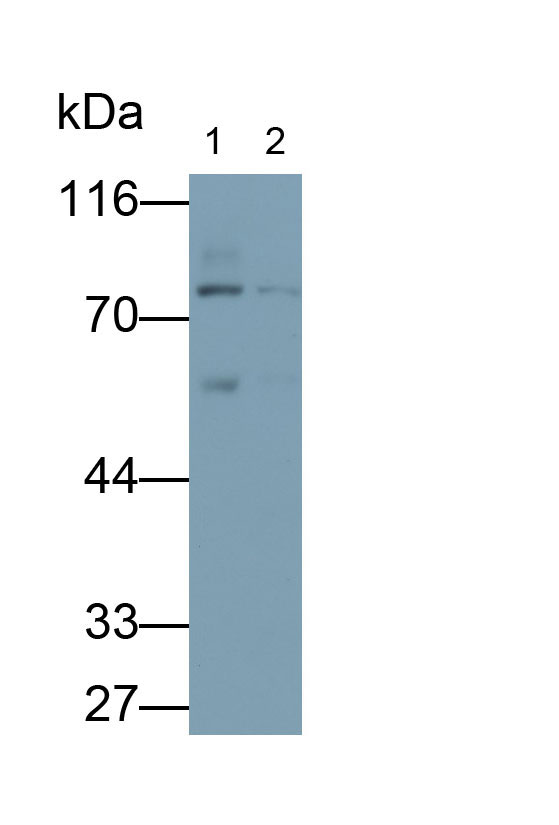 Lactoferrin (LTF) Canis familiaris; Canine (Dog) Polyclonal Antibody