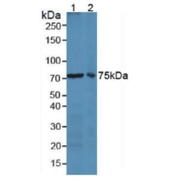 Lactoferrin (LTF) Mouse Polyclonal Antibody