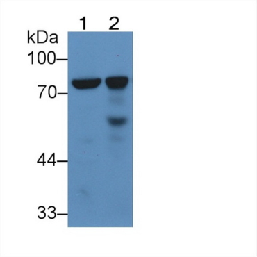 Lactoferrin (LTF) Mouse Polyclonal Antibody