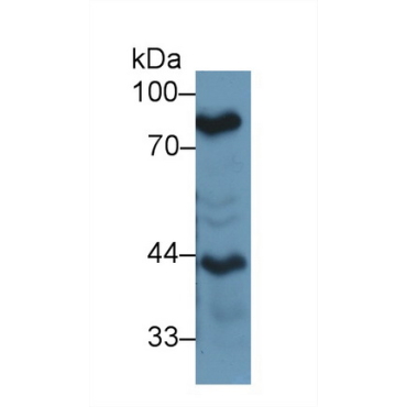 Lactoferrin (LTF) Mouse Polyclonal Antibody