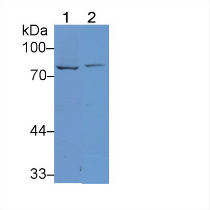 Lactoferrin (LTF) Rat Polyclonal Antibody