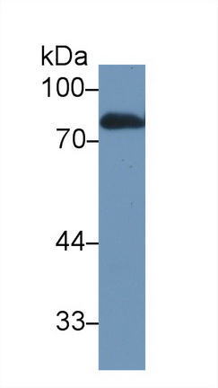 Lactoferrin (LTF) Rat Polyclonal Antibody