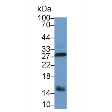 Carbonic Anhydrase II (CA2) Canis familiaris; Canine (Dog) Polyclonal Antibody