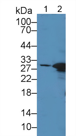 Carbonic Anhydrase II (CA2) Ovis aries; Ovine (Sheep) Polyclonal Antibody