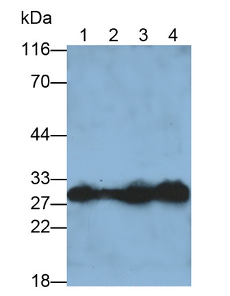 Carbonic Anhydrase II (CA2) Rat Polyclonal Antibody