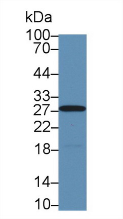Carbonic Anhydrase II (CA2) Rhesus monkey (Simian) Polyclonal Antibody