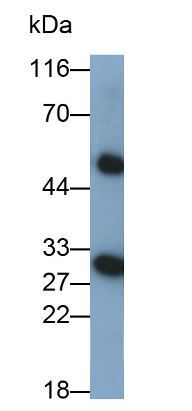 Carbonic Anhydrase II (CA2) Rhesus monkey (Simian) Polyclonal Antibody