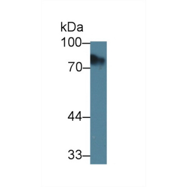 Kidney Injury Molecule 1 (Kim1) Human Polyclonal Antibody