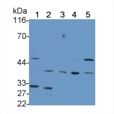 Kidney Injury Molecule 1 (Kim1) Mouse Polyclonal Antibody