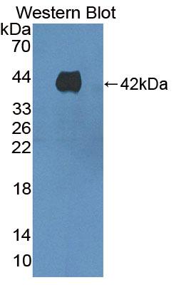 Kidney Injury Molecule 1 (Kim1) Pig Polyclonal Antibody