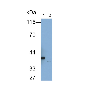 Ficolin 1 (FCN1) Mouse Polyclonal Antibody