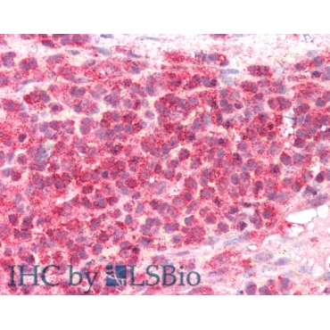 Inducible T-Cell Co Stimulator Ligand (ICOSLG) Human Polyclonal Antibody