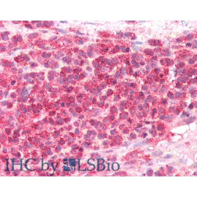 Inducible T-Cell Co Stimulator Ligand (ICOSLG) Human Polyclonal Antibody