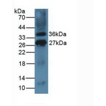 Inducible T-Cell Co Stimulator Ligand (ICOSLG) Mouse Polyclonal Antibody