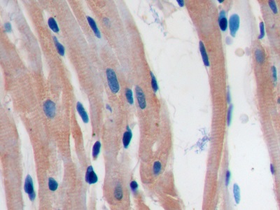 Programmed Cell Death Protein 1 Ligand 1 (PDL1) Rat Polyclonal Antibody
