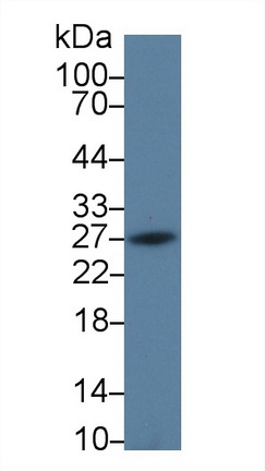 Programmed Cell Death Protein 1 Ligand 2 (PDL2) Rat Polyclonal Antibody
