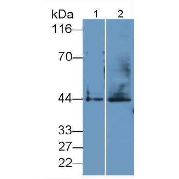 Osteonectin (ON) Human Polyclonal Antibody