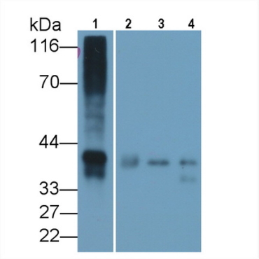 Osteonectin (ON) Mouse Polyclonal Antibody