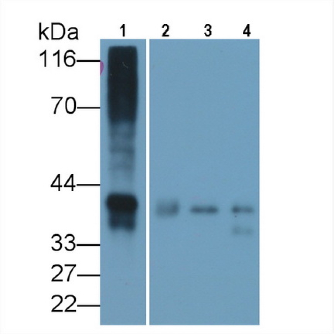 Osteonectin (ON) Mouse Polyclonal Antibody