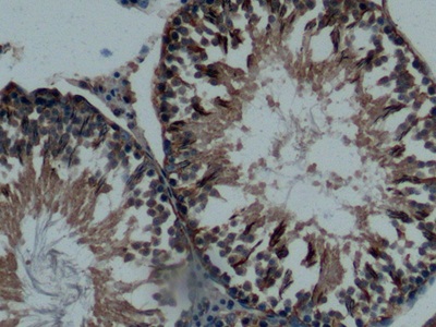 Osteonectin (ON) Rat Polyclonal Antibody
