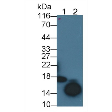 Cyclin Dependent Kinase Inhibitor 2A (CDKN2A) Mouse Polyclonal Antibody