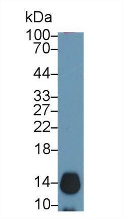 Cyclin Dependent Kinase Inhibitor 2A (CDKN2A) Rat Polyclonal Antibody