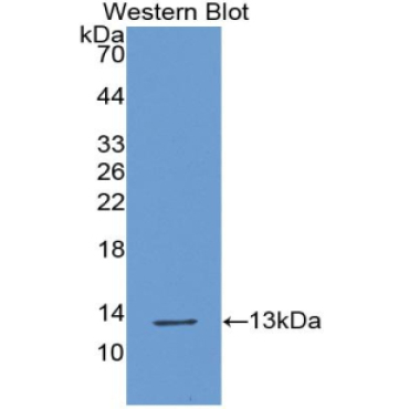 Chemokine (C motif) ligand (XCL1) Mouse Polyclonal Antibody