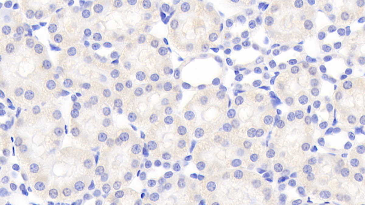Chemokine (C motif) ligand (XCL1) Rat Polyclonal Antibody