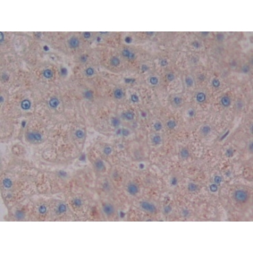 Neuropeptide S (NPS) Human Polyclonal Antibody