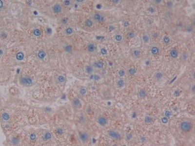 Neuropeptide S (NPS) Human Polyclonal Antibody