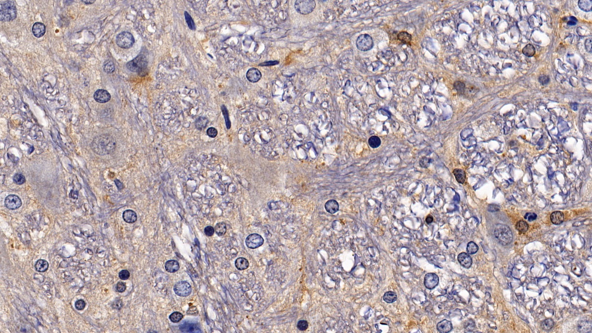 Neuropeptide S (NPS) Rat Polyclonal Antibody