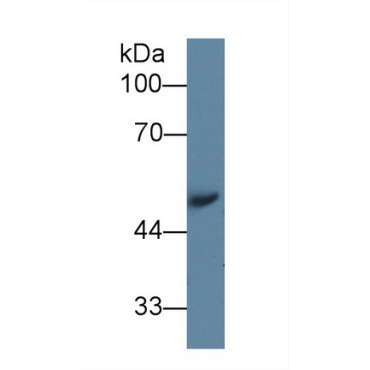 Angiotensinogen (AGT) Mouse Polyclonal Antibody